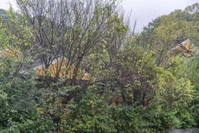 标题：湘江心藏千年秘境！涨水即消失的神仙岛