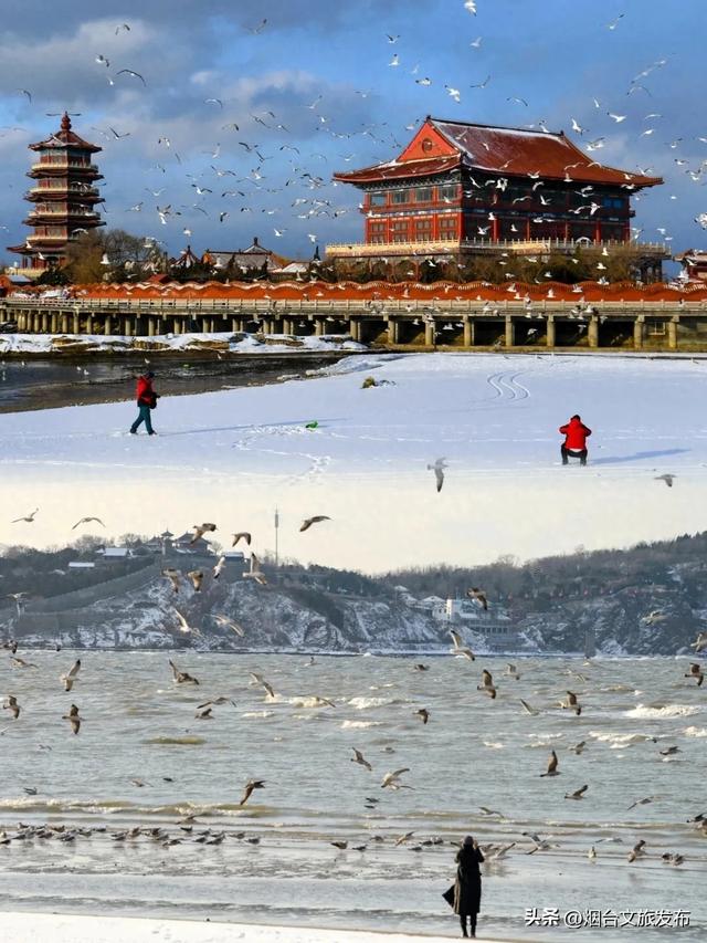 【乐游烟台】烟台蓬莱海鸥已到位，快来赴一场浪漫之旅！