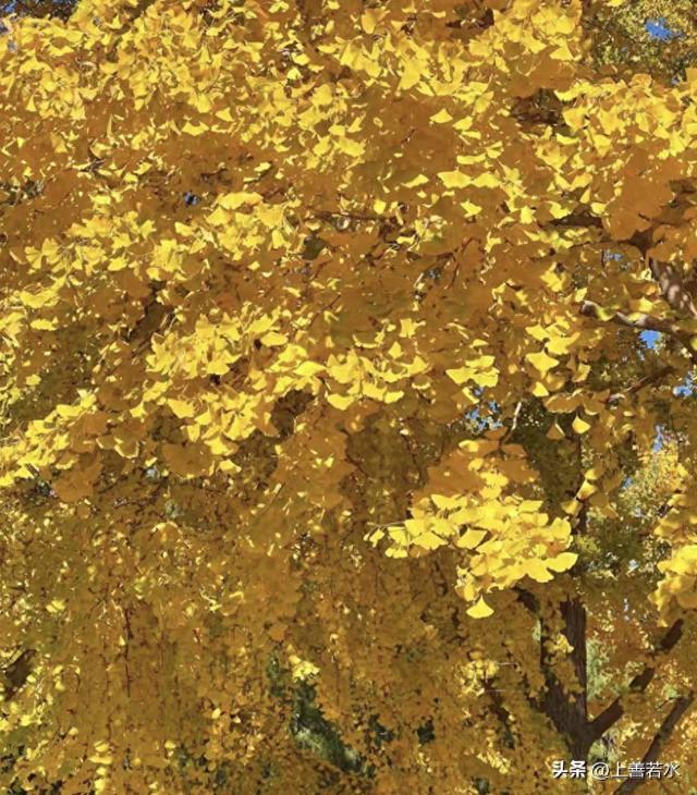 北京大风强将温，树叶纷纷落下，用古诗词来形容卡到好处