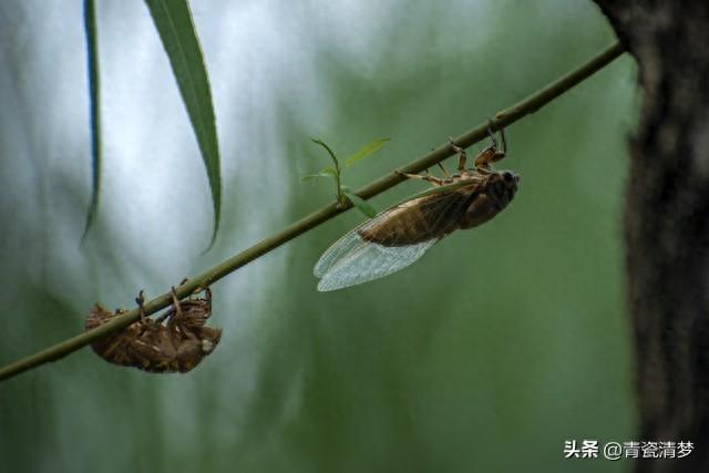 夏风终散，岁岁花期再难逢