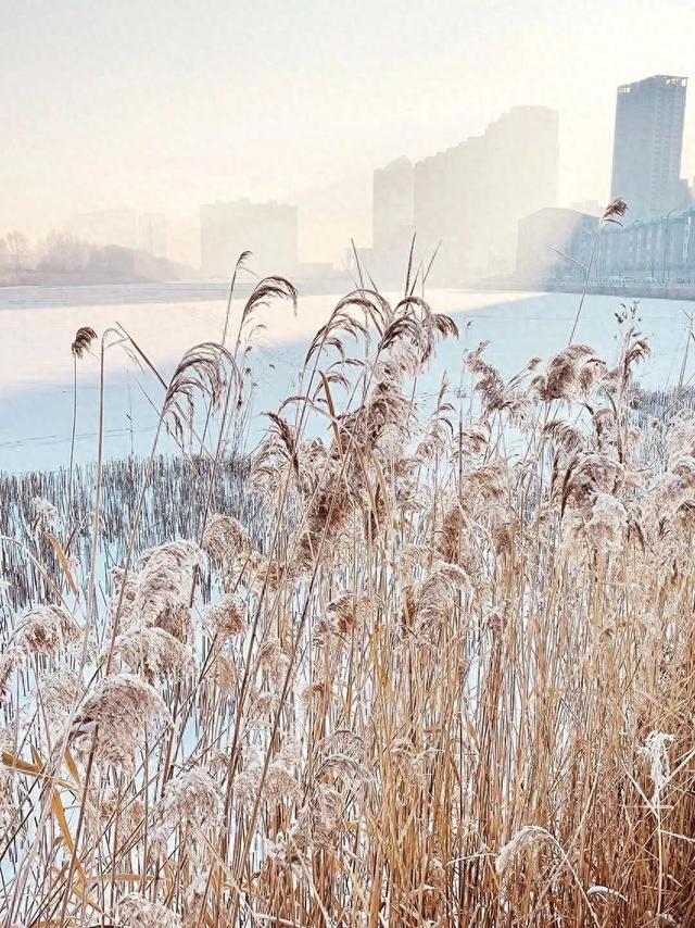 大片儿 | 一城雾凇，满目清美！（二）