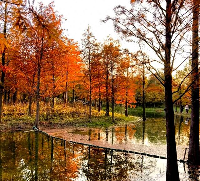 上海版“阿勒泰”？三林滨江落羽杉美成油画，期待早日开放。