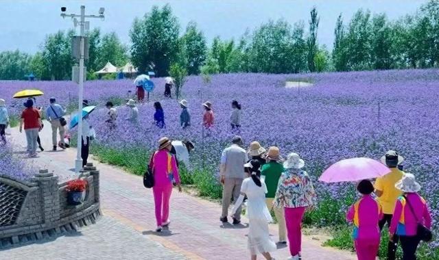 一起去打卡大坪凤园花海和水川湿地公园