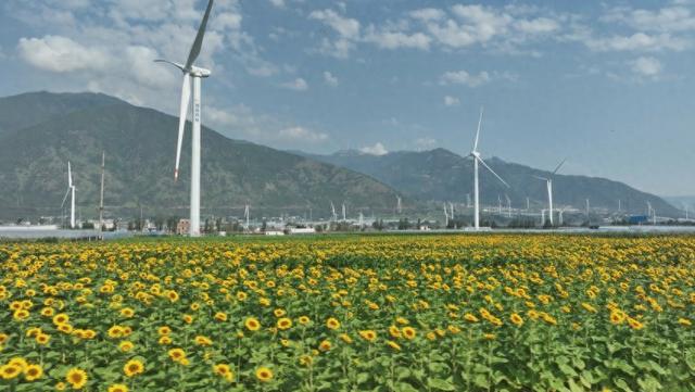 四川德昌：向日葵花海最佳观赏期 四面八方游客纷至沓来