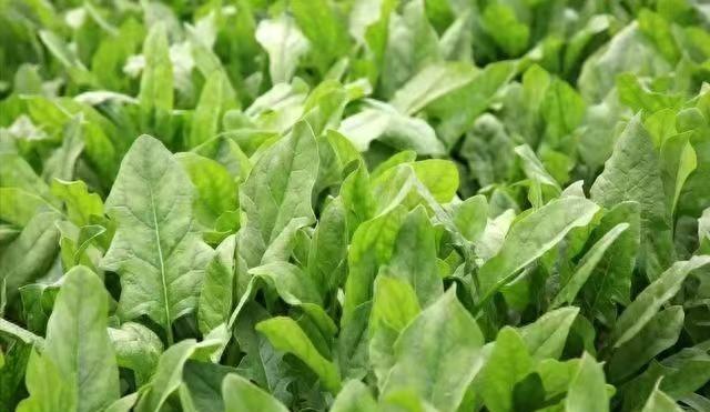 零下6度冻不死	，这六种菜现在种正当时