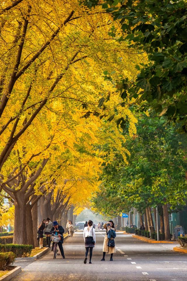 夏未走秋已至，北京半黄半绿的银杏大道，三里屯还是太时尚了！