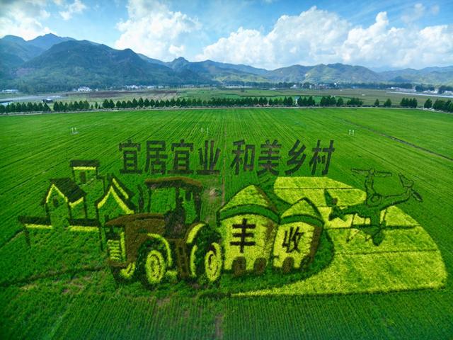 汝阳：巨幅“稻田画”亮相乡村田野引游人打卡