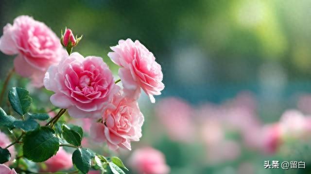 情感爆文：《十八岁的天空会不会下雨呢？》