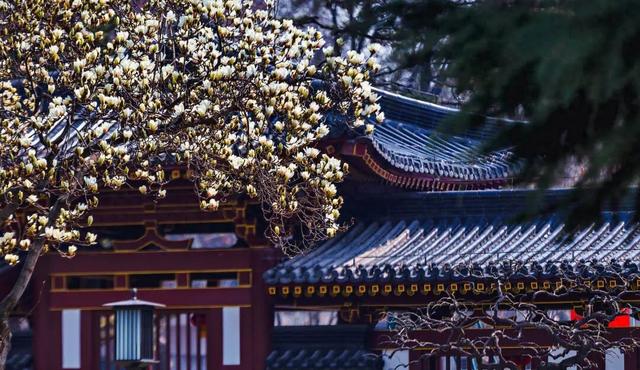 西安春讯｜玉兰、桃花、梅花｜6个早春赏花地 承包你的春季浪漫
