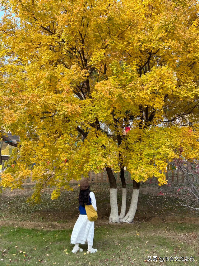 【乐游烟台】在植物园看到了此生最绚烂的秋天