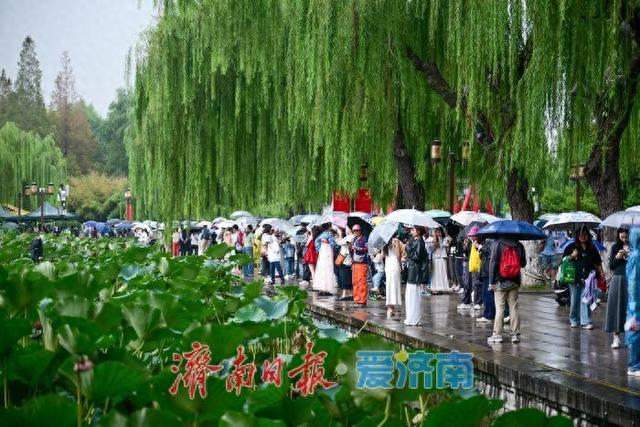 一年四季 泉在济南 | 烟雨大明湖邂逅“夏雨荷”，国庆雨中游热度攀升