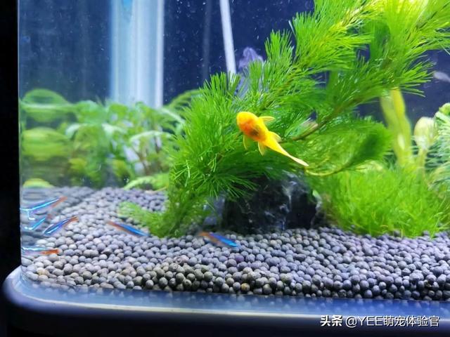 鱼缸怎么养鱼（养鱼入门几种常见小技巧汇总）