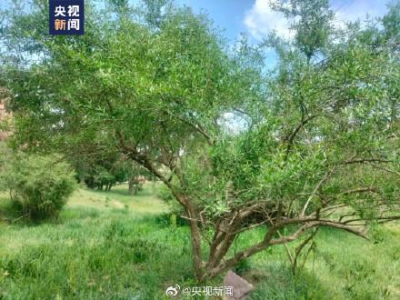 甘肃发现大面积野生枸杞