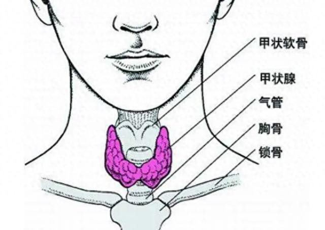 男性甲亢影响生育吗（健康科普甲亢及甲巯咪唑对男性生育能力的影响）
