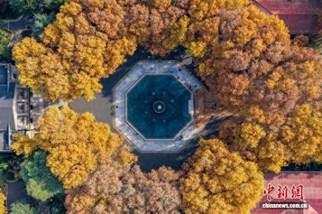 东南大学最美200米落叶景观华丽“上线”