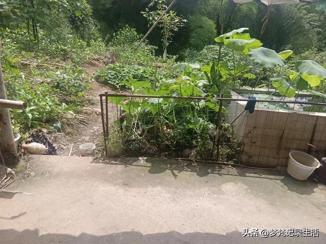 70多岁的老娘像个拼命三郎,一个人在雨天漫步拥抱大自然感觉不错