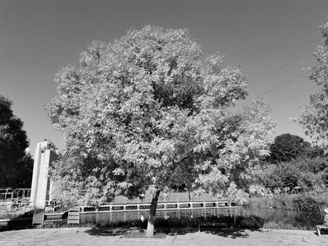 石津灌渠文化公园呈现美妙色彩盛宴 白蜡树进入最佳观赏期