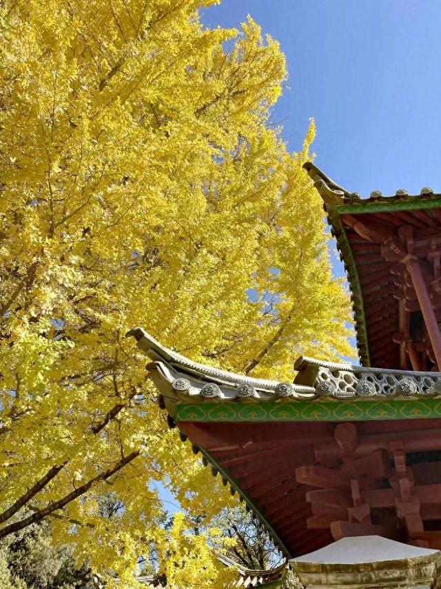 【视界】红墙映金叶!500年古银杏迎最佳观赏期