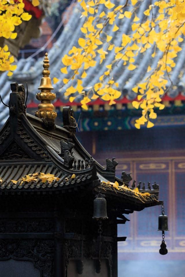 北京八大处大悲寺：银杏撒“金	”映古建