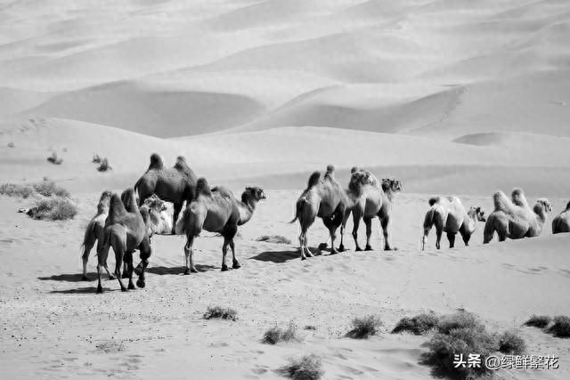 东天山来的驼铃声