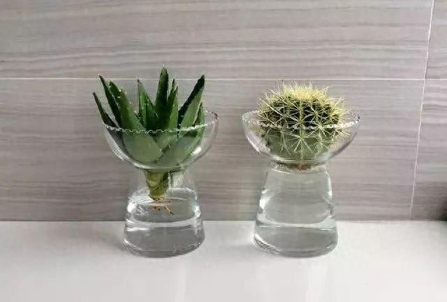 芦荟适合水培吗（水里还能养芦荟 简单几步 土培变水培）