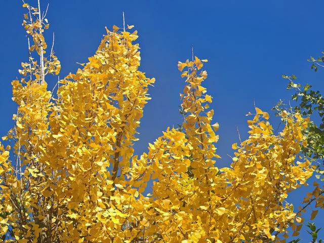 春融公园银杏黄金大道，免费打卡“冬日黄金雨”