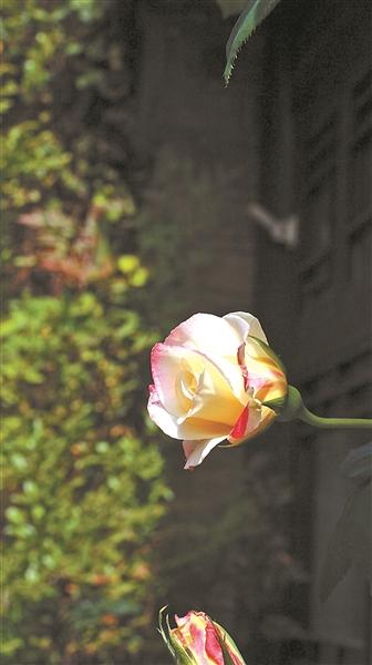 心动时｜在小区旅行