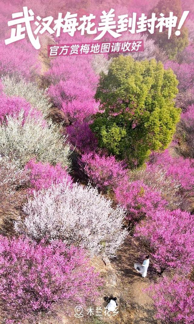 粉色花海开爆！武汉每个区都有，116处全部免费