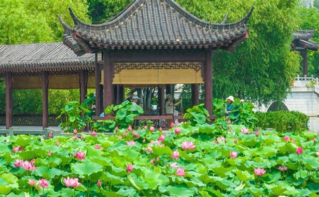 最美的风景，永远属于人民！看武汉从“百湖之市”到“千园之城”的绿色答卷