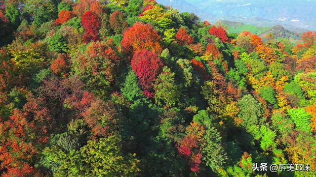 深秋想赴一场“森”系约会？来邛崃就够了！