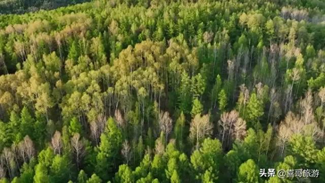 探秘北境绿宝石：大兴安岭寒温带植物园，邂逅四季的诗意栖居