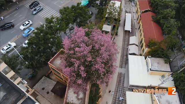 麻园米轨公园：异木棉与米轨的邂逅