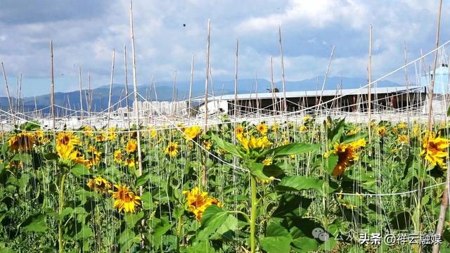 旅居祥云 | 青海湖畔40亩向日葵盛放,等你邂逅!