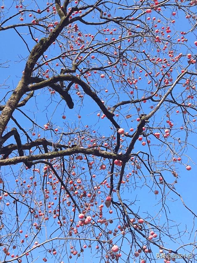赏柿子不需要去远方，西安这里1小时可达，红柿配村舍，人少景美