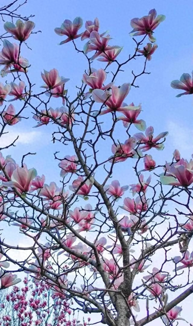 俗语“修坟不能添外土，外土进坟财路堵”有道理？清明祭祖有讲究