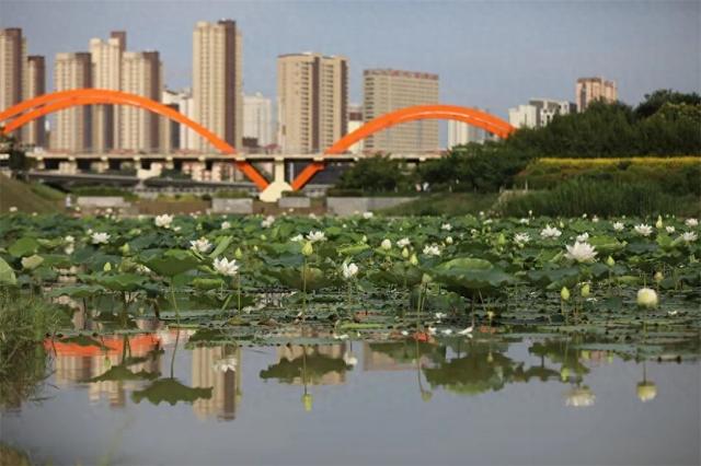 镜瞰秦州·荷韵