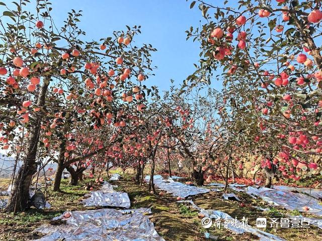 当“苹果再就业”邂逅“艺术探访”！“仙境烟台游”活动再启程