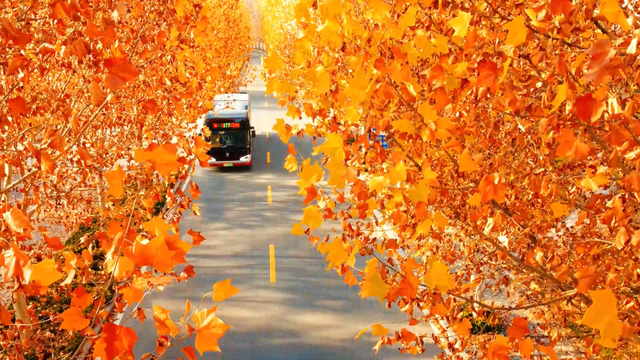 快上车！邂逅淄博的秋冬童话→