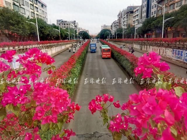 红了!玉林这条“鲜花走廊”成打卡点