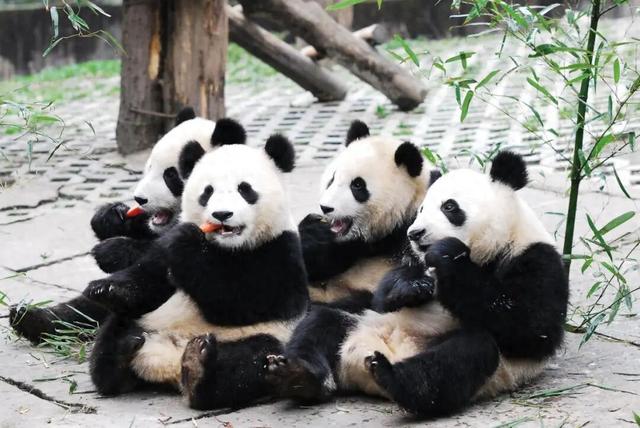 【美丽四川】雅安碧峰峡