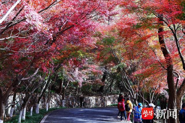 南京栖霞山进入枫叶最佳观赏期，山上这五处最“出片”