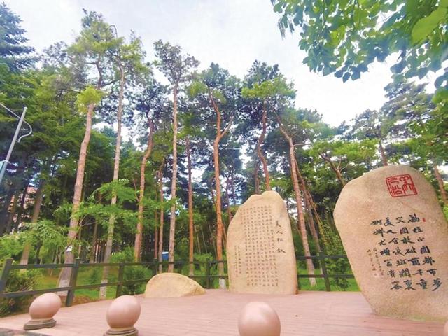 一松一石刻 四季皆成诗 长春市动植物公园美人松林焕新颜