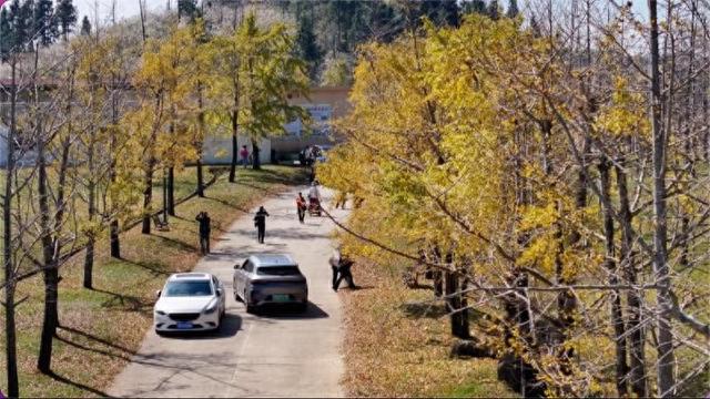 江西全南：初冬“枫”景如画 银杏红枫共绘金色浪漫