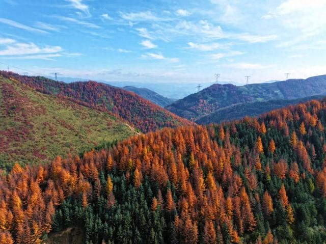 毛羽山，万亩松林鎏金。