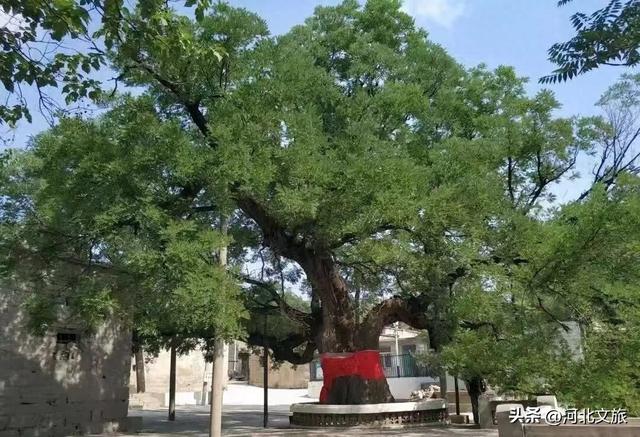 走进邢台西柏山：古槐树下藏新梦，高速通途引客来