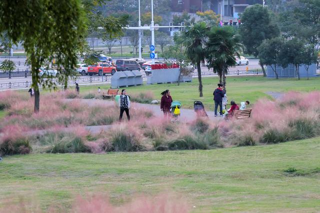 组图：深秋粉黛 邂逅城中小浪漫