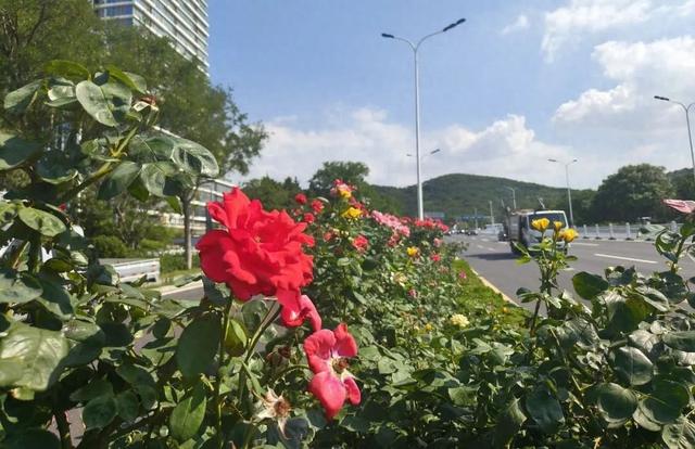 高区“玫瑰大道”迎来今年第二次“爆花”