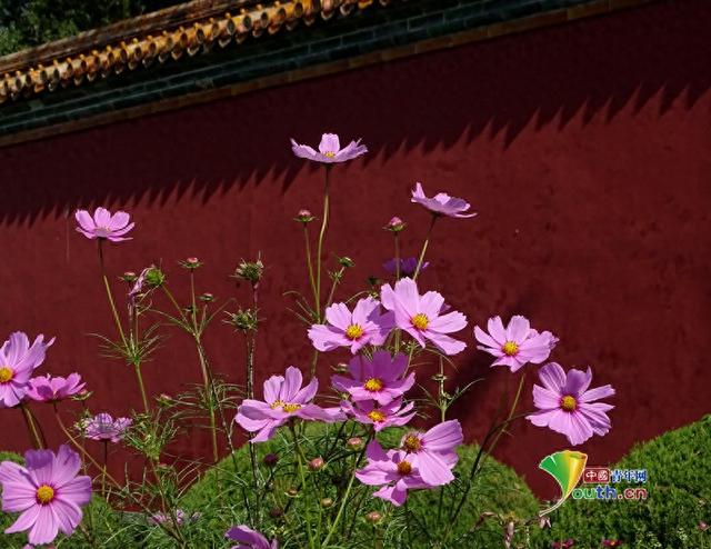 北京秋高气爽 景山公园格桑花色彩缤纷