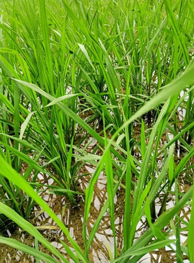 从怀疑到自豪：英国首片稻田，藏着农业抗气候的密码