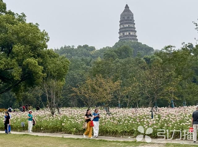 秋天来苏州赏花，这四个“宝藏地”别错过→